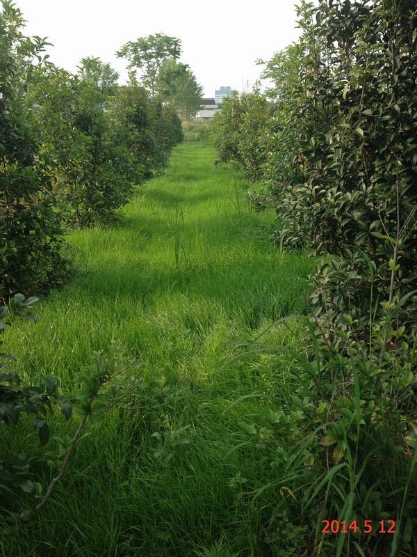 南通錦繡河山苗木5月份最新動態(tài)