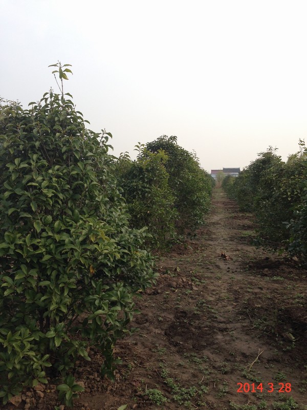 南通錦繡河山苗木4月份最新動態(tài)