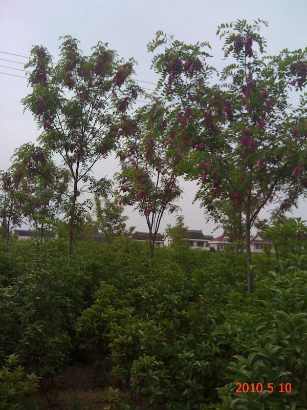 南通錦繡河山苗木5月份最新動(dòng)態(tài)