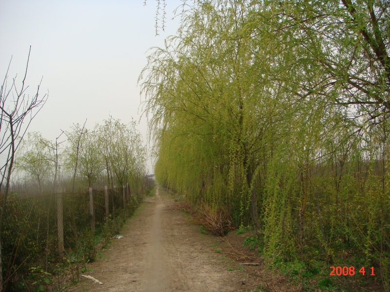 南通錦繡河山苗木基地近況（四月）